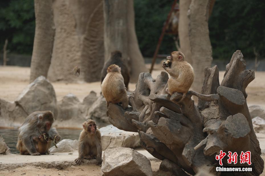 カバもゾウもサルも！特製ちまきで端午節(jié)をお祝い　河南省鄭州