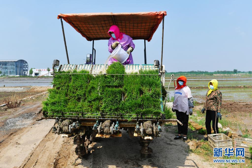 「海水稲」の田植えシーズン始まる　山東省青島市