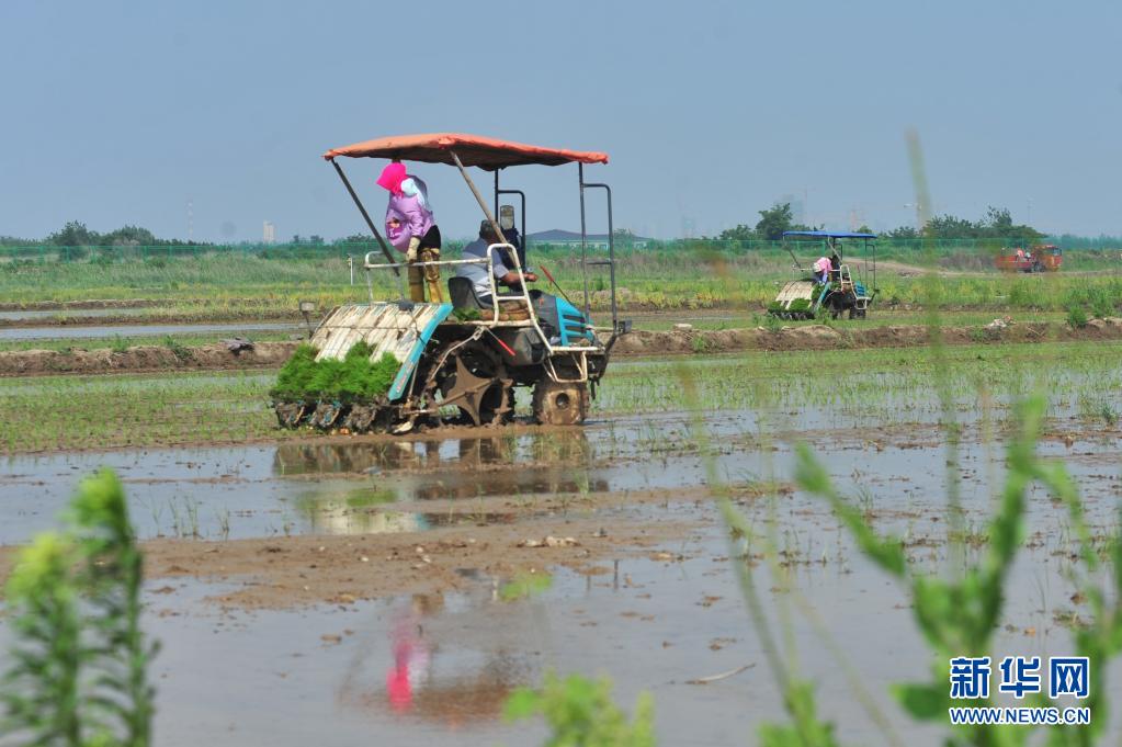 「海水稲」の田植えシーズン始まる　山東省青島市