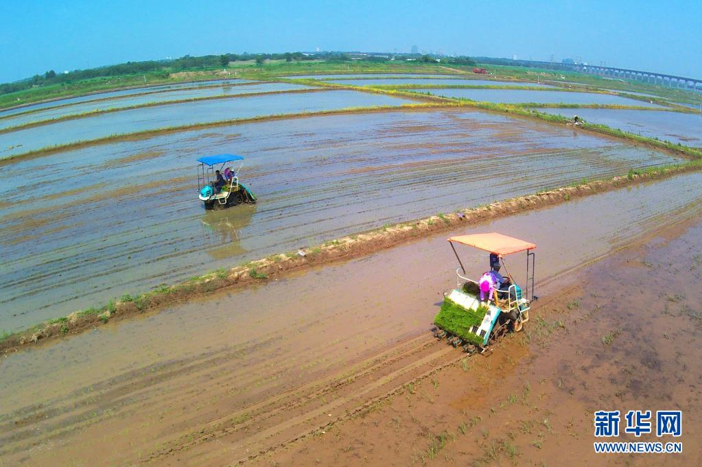 「海水稲」の田植えシーズン始まる　山東省青島市
