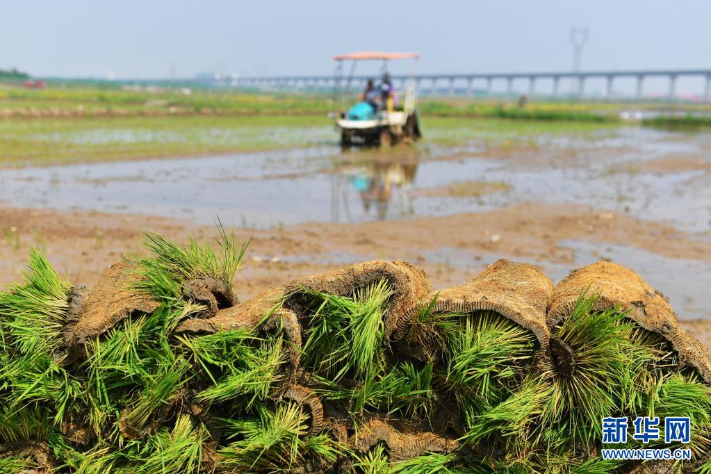 「海水稲」の田植えシーズン始まる　山東省青島市
