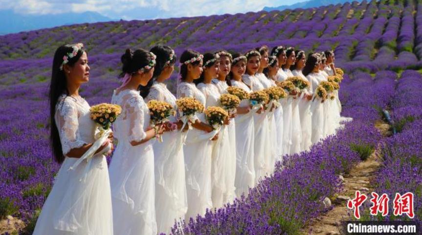 満開(kāi)をむかえた5萬(wàn)ムーのラベンダー　新疆