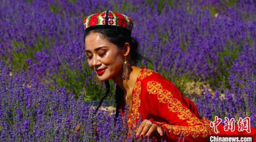 満開をむかえた5萬(wàn)ムーのラベンダー　新疆