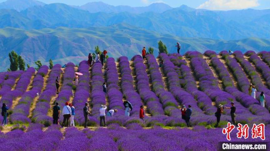 満開をむかえた5萬(wàn)ムーのラベンダー　新疆