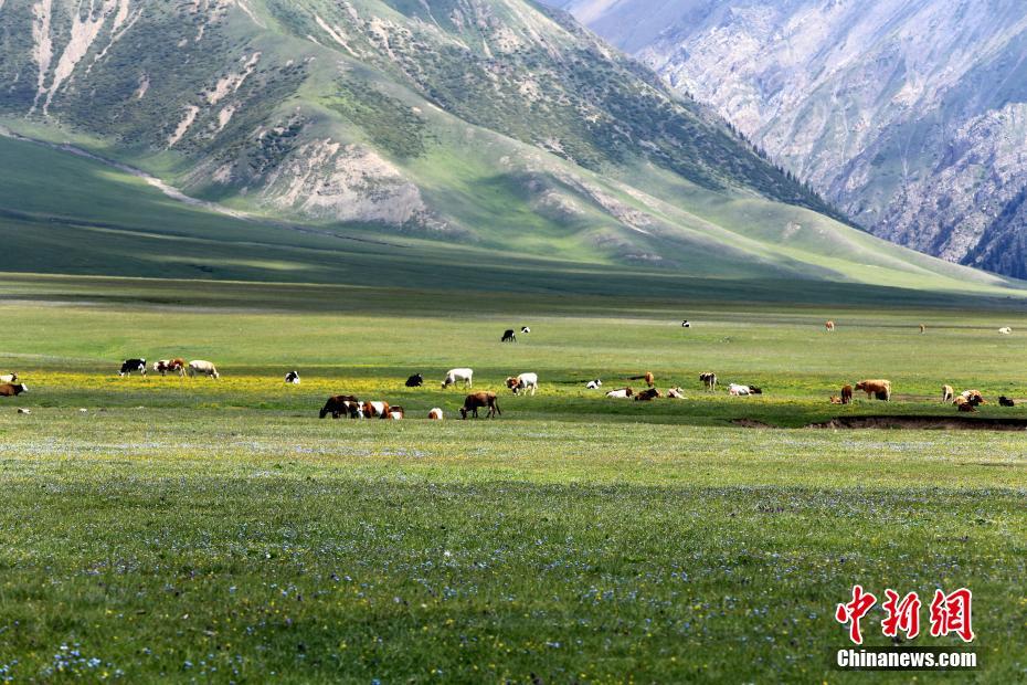 賽里木湖の海西草原で群れをなす羊や馬　新疆