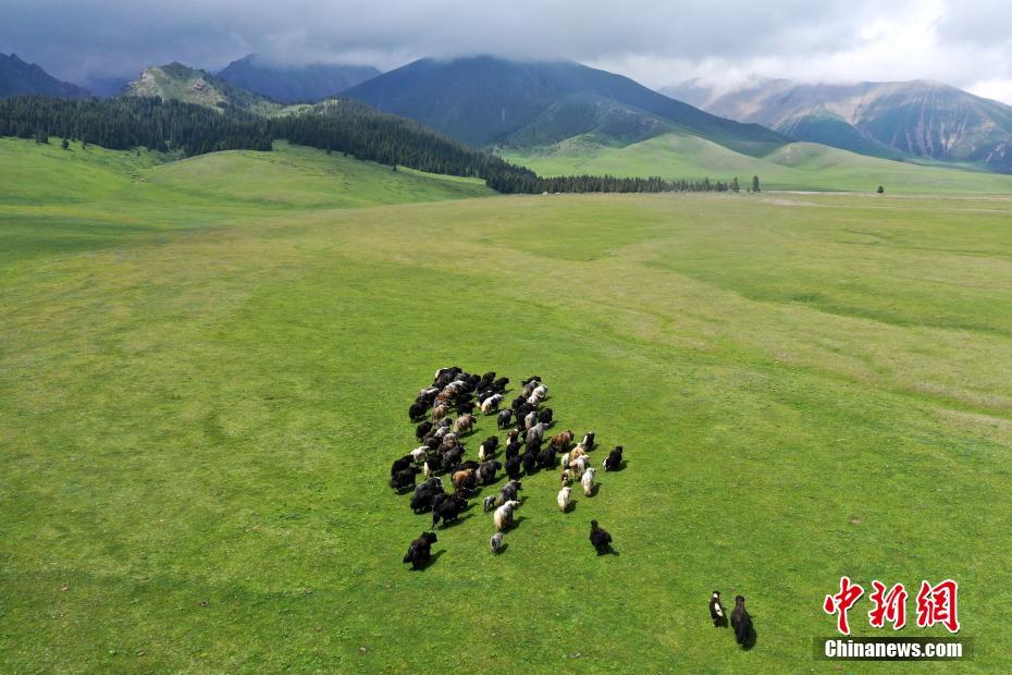 賽里木湖の海西草原で群れをなす羊や馬　新疆