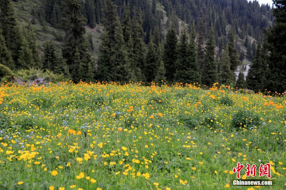 賽里木湖の海西草原で群れをなす羊や馬　新疆