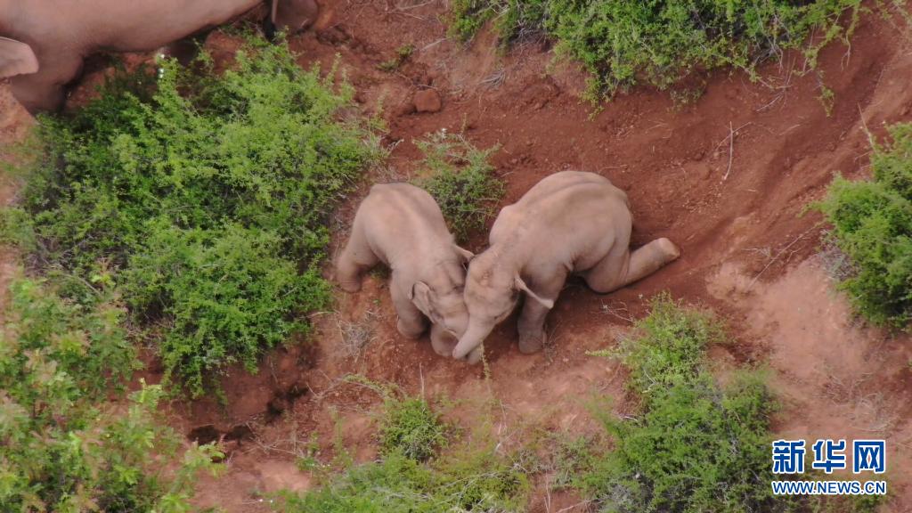 6月17日、玉渓市易門県十街郷で、遊び戯れる子ゾウ（ドローンによる撮影、畫像提供?雲(yún)南省森林消防総隊）。