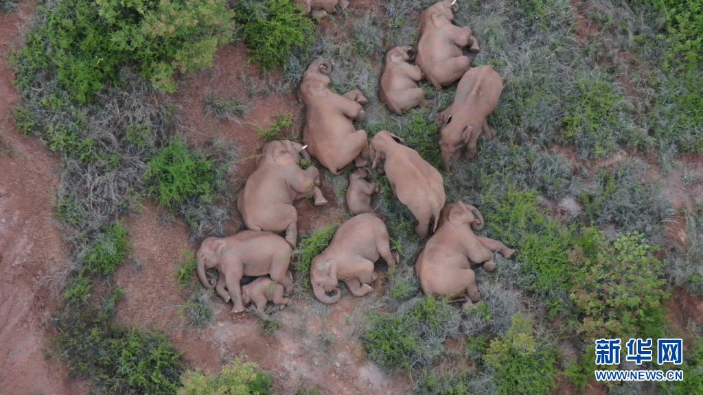 ゾウの群れの動きが目に見えて活発化　雲(yún)南省で北上中のゾウ