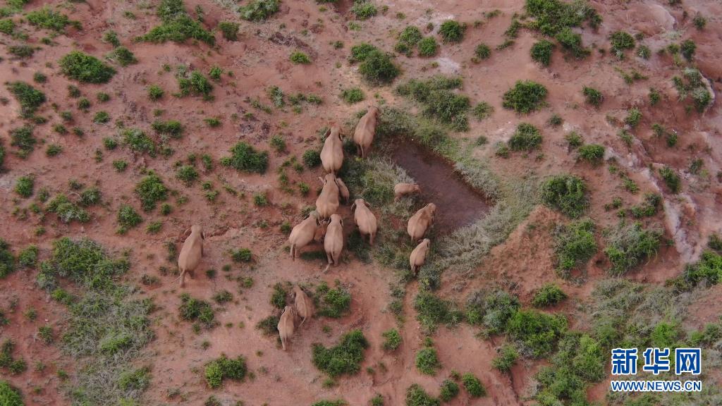ゾウの群れの動きが目に見えて活発化　雲(yún)南省で北上中のゾウ