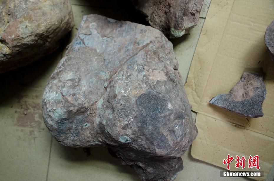 広西?東興市でジュラ紀(jì)の恐竜の化石発見