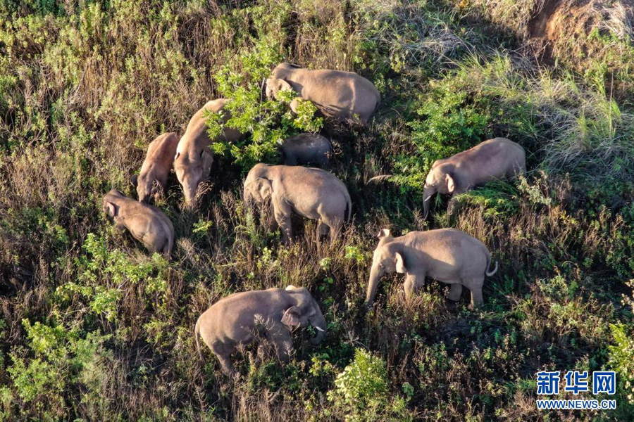 子ゾウが水に落ちてヒヤリ??？　北上するゾウの群れ、小範(fàn)囲での活動(dòng)続く