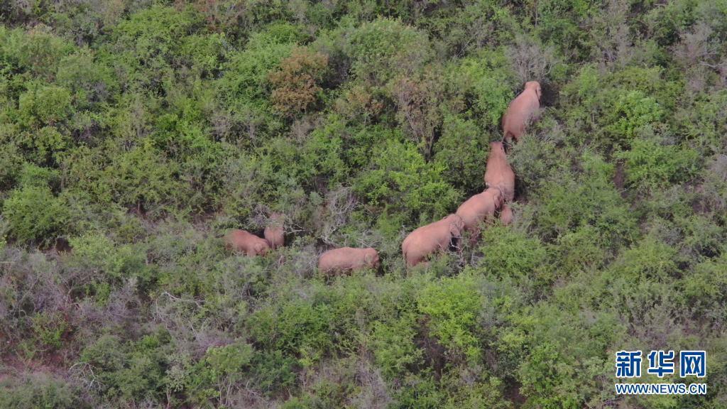 6月22日、雲(yún)南省玉渓市峨山イ族自治県大竜潭郷付近で撮影されたゾウの群れ（ドローンで撮影した動(dòng)畫(huà)のスクリーンショット）。