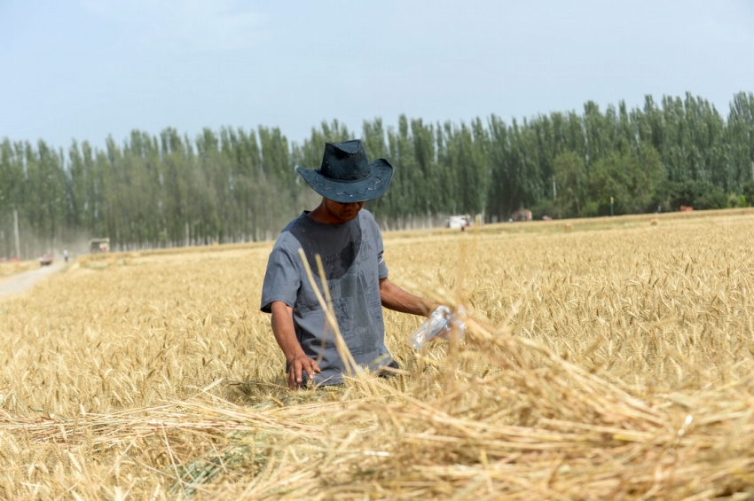 「商売道具」はリモコン！コンバインハーベスターで収穫作業(yè)を請け負(fù)う若者