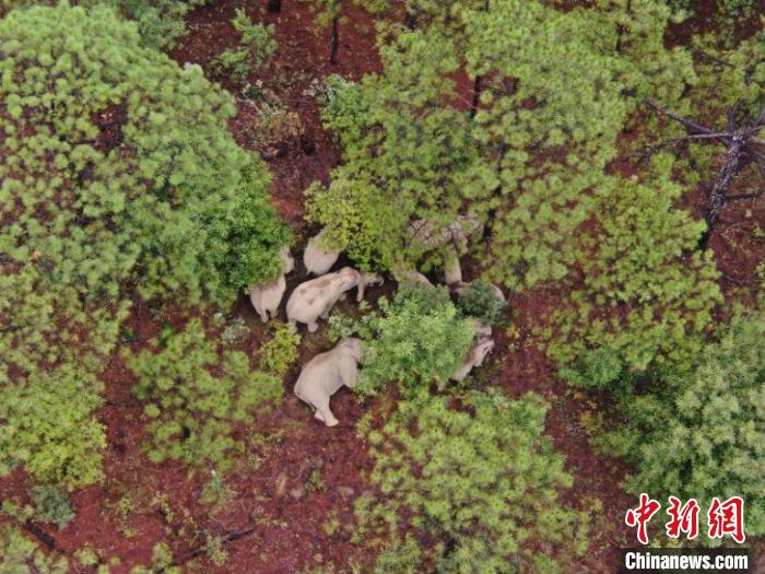 雲(yún)南省で北上中のゾウの群れ　南東に向き変える　