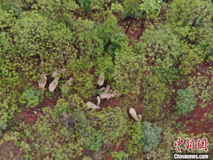 雲(yún)南省で北上中のゾウの群れ　南東に向き変える　