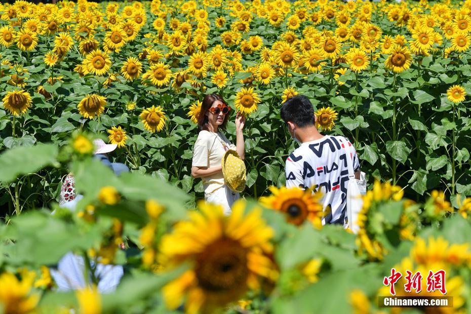 北京オリンピック森林公園のヒマワリが満開に　多くの人々を魅了