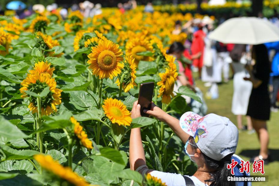北京オリンピック森林公園のヒマワリが満開に　多くの人々を魅了
