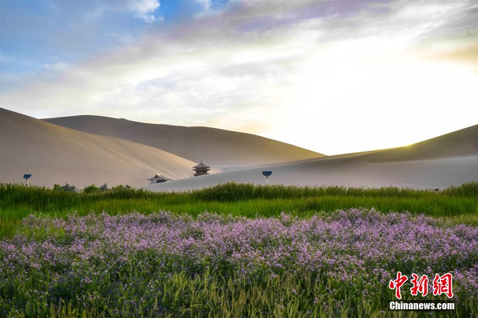 度重なる降雨で砂漠や泉が緑の衣裳に衣替え　甘粛省敦煌