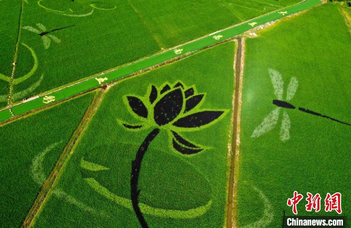 大膽な構(gòu)図が圧巻！江西省南昌の田んぼアート