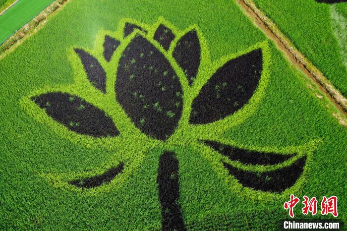 大膽な構(gòu)図が圧巻！江西省南昌の田んぼアート