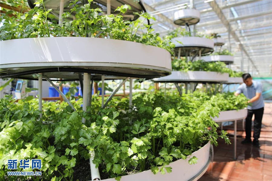 スマート「野菜工場」、農(nóng)村の振興を応援