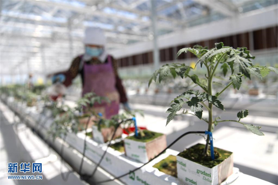 スマート「野菜工場」、農(nóng)村の振興を応援