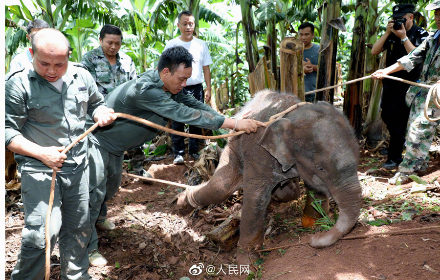 傷を負(fù)った子ゾウを100人がかりで救助　雲(yún)南省