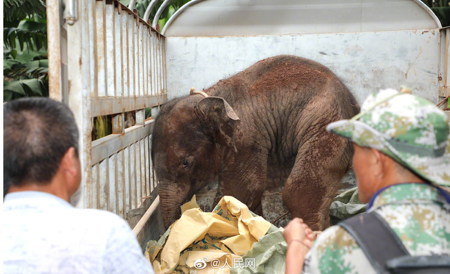傷を負(fù)った子ゾウを100人がかりで救助　雲(yún)南省