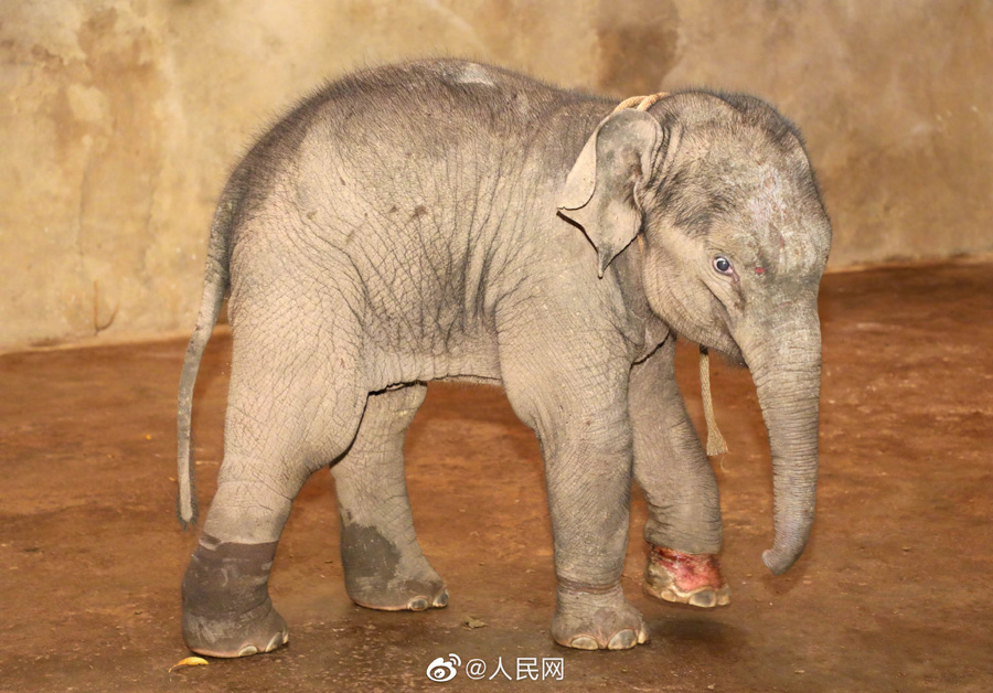 傷を負った子ゾウを100人がかりで救助　雲(yún)南省