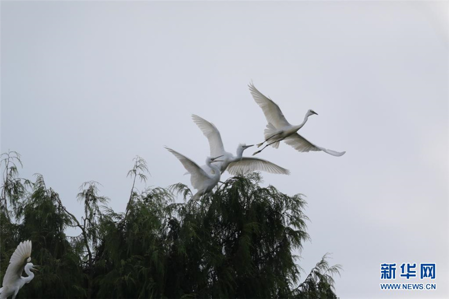 貴州省岑鞏県、希少な鳥類の生息地に