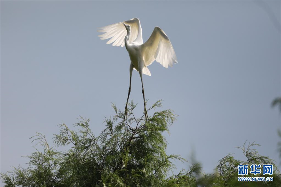 貴州省岑鞏県、希少な鳥類の生息地に