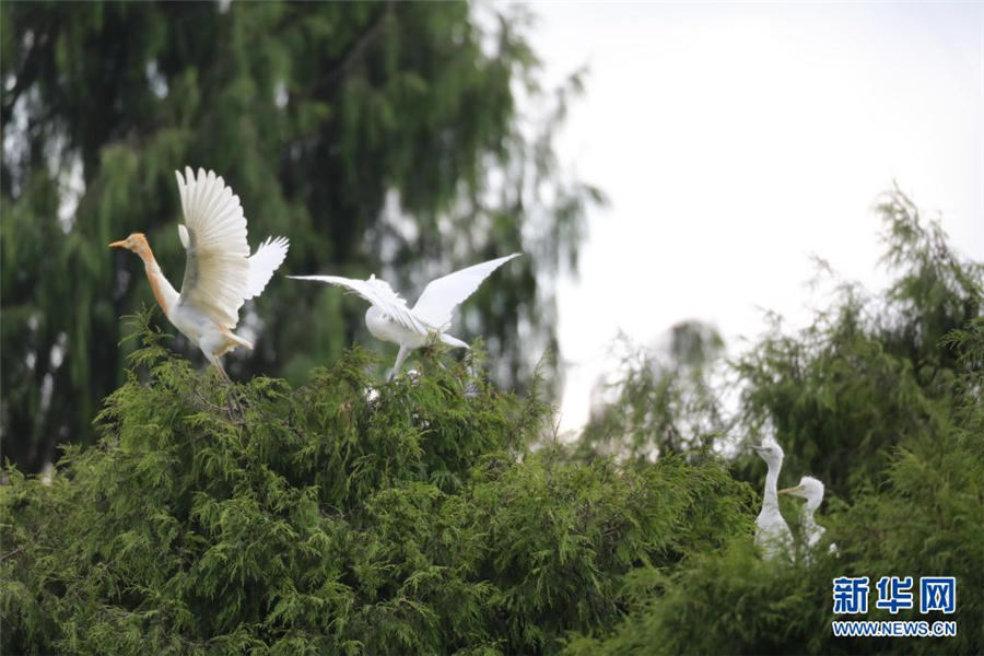 貴州省岑鞏県、希少な鳥類の生息地に