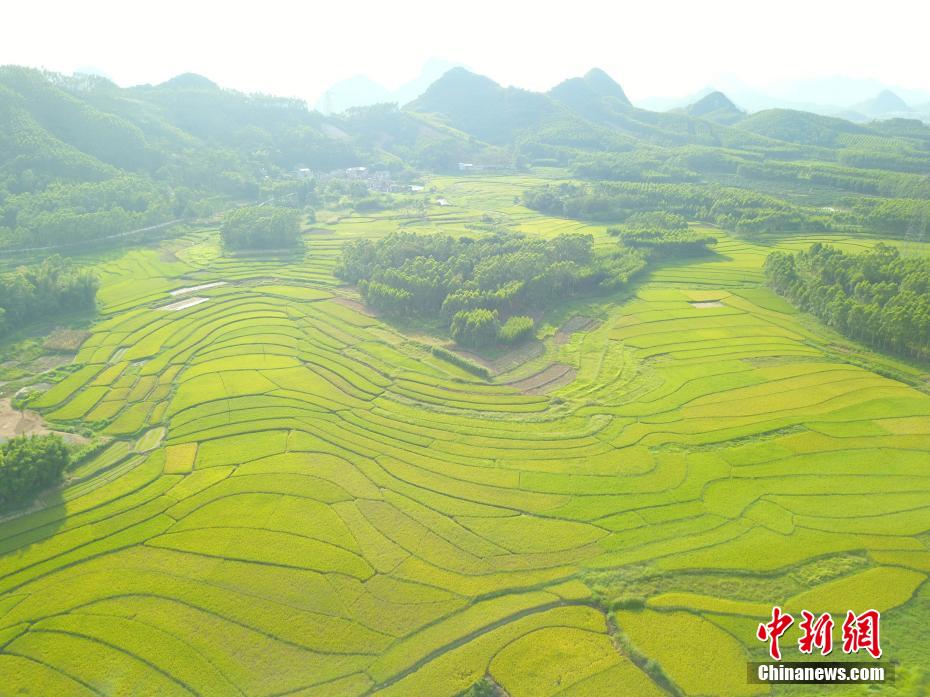 まもなく稲の刈り取りの季節(jié)を迎えることになる棚田（ドローンによる撮影?蔣雪林）。