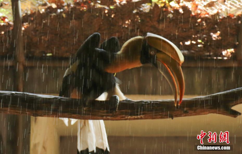 暑い日が続く杭州、動物たちに「ひんやり」お屆け　浙江省