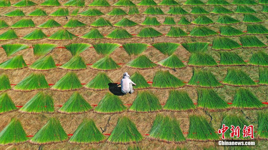 イグサ収穫でユニークな「豊作の図」　浙江省臨海