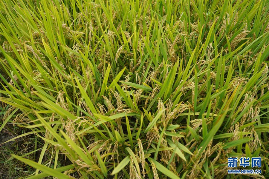 中國が早生ジャポニカ米新品種育成　1四半期早く新米食べられる