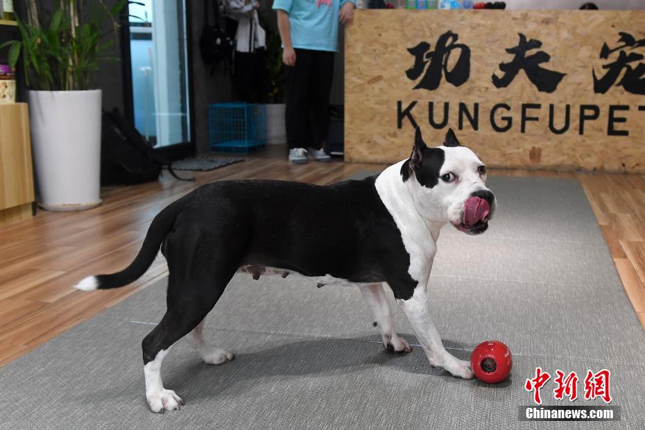 暑さ続く長沙　ペットショップが納涼サービスを展開