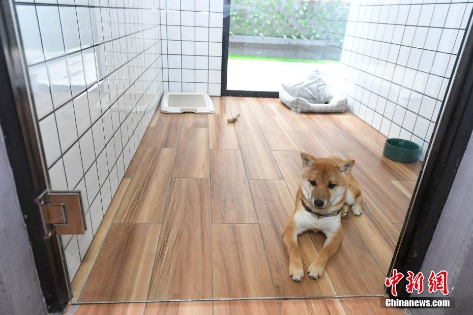 暑さ続く長(zhǎng)沙　ペットショップが納涼サービスを展開(kāi)