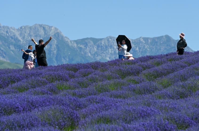 6月13日、新疆維吾爾（ウイグル）自治區(qū)伊犁（イリ）?哈薩克（カザフ）自治州霍城県蘆溝鎮(zhèn)四宮村で、ラベンダー畑を観光する人々（撮影?丁磊）。