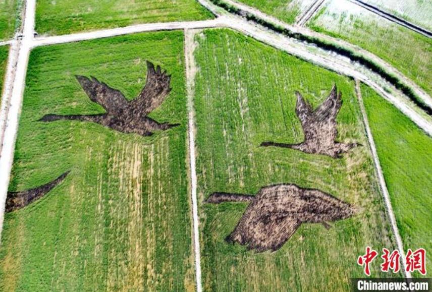 ラクダ描いた西域の田んぼアート　甘粛省烏江