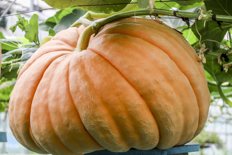 宇宙を旅した種からできた重さ約100キログラムの「宇宙カボチャ」　甘粛省天水