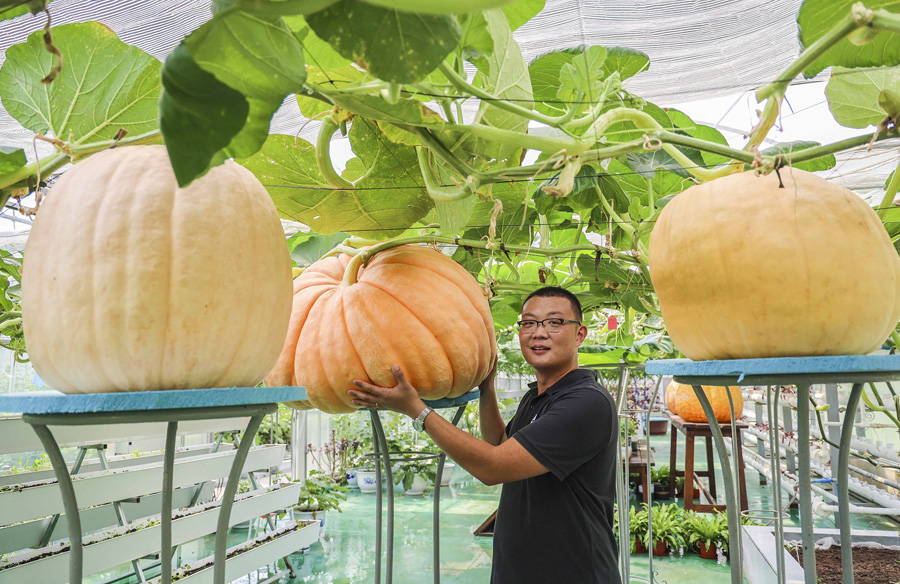 7月19日、甘粛省天水市農(nóng)業(yè)ハイテクモデル園區(qū)宇宙空間植物栽培基地?果物野菜展示ホールで、今もなお生長(zhǎng)中の宇宙栽培作物。重さ約100キロの「宇宙カボチャ」（寫真著作権はCFP視覚中國(guó)が所有のため転載禁止）。