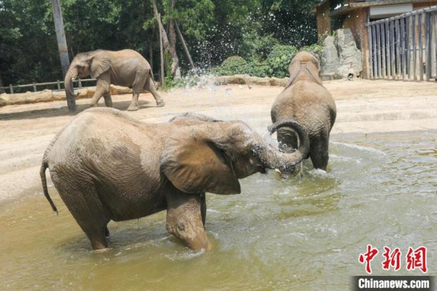 アルパカ夏休みコーデが可愛すぎる！江蘇省の動(dòng)物園