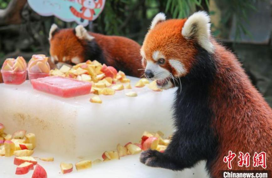 アルパカ夏休みコーデが可愛すぎる！江蘇省の動(dòng)物園