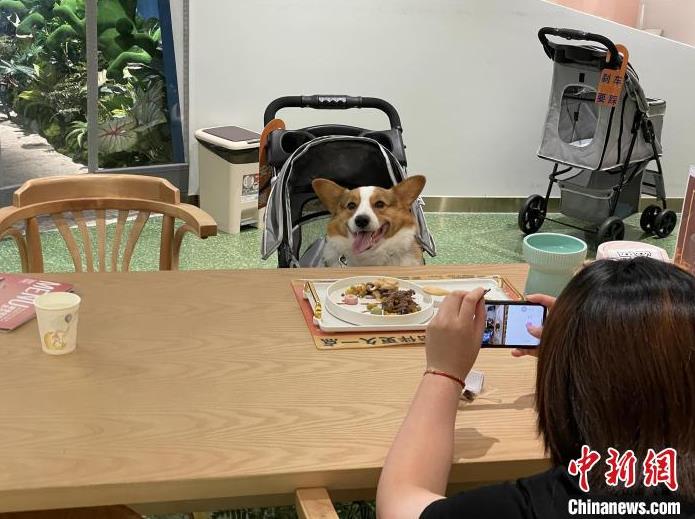 「ウチの子」が食事できる場所が増えた！上海初の「ペットレストラン」がオープン