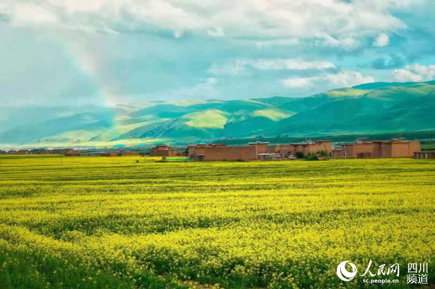 草原が花畑に！人々を魅了する美しい濕地　四川省