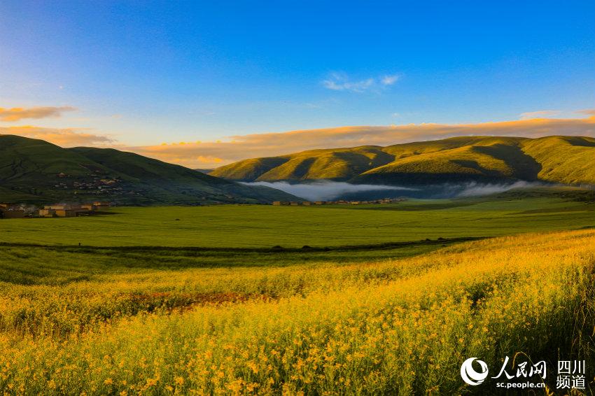草原が花畑に！人々を魅了する美しい濕地　四川省