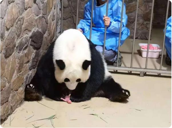 パンダ五輪ファミリーに新たなメンバー 成都でパンダの赤ちゃん誕生