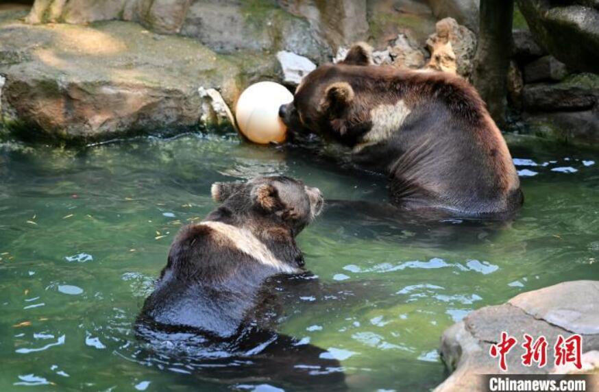 アチチチチ！暑い夏が來たゾウ！　広西